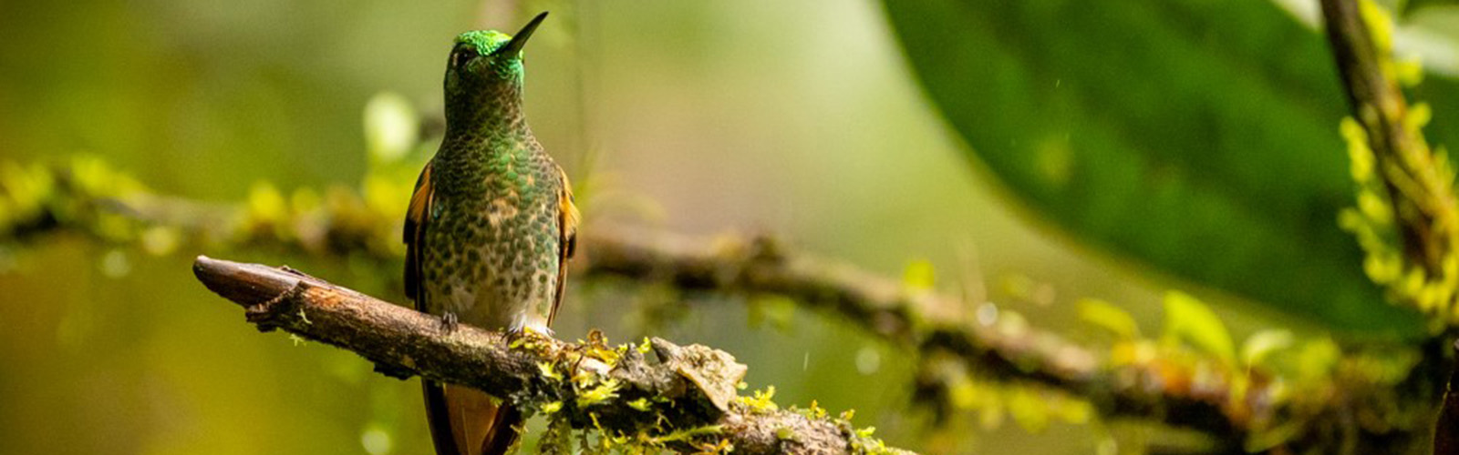 A small hummingbird is perched on a branch. The background is blurred to focus on the hummingbird.